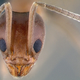 Imagen: April Nobile / AntWeb.org / CC-BY-SA-3.0